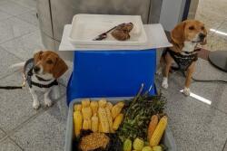 Beagles at airport