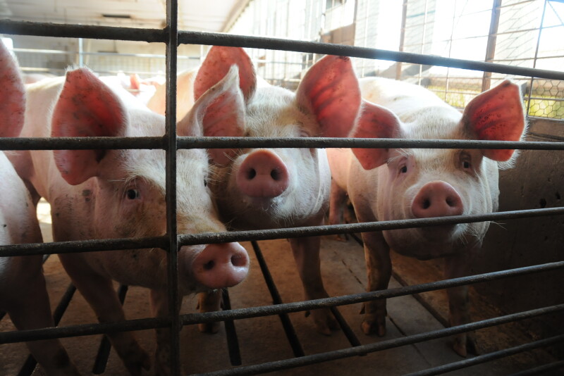 As pork prices fall, some economists and analysts fear more plant processing closures could come soon. That's as producers explore ways to reduce costs and weather this market headwind in order to not repeat the 1990s.