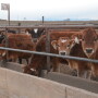 Trent Dado with GPS Consulting says it's going to be one of those years where producers have to bite the bullet and pay a little bit more for heifer feed.