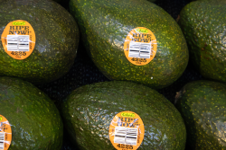 Calavo Growers Ripe Now Price Look-Up (PLU) stickers on avocados