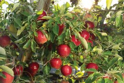 Stemilt Growers offers the Rave apple as part of its proprietary and managed variety offerings.