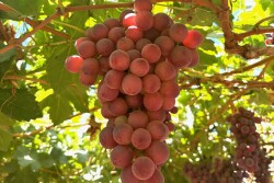 Chilean grapes