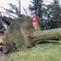 Carly Martin surveys the damage after derecho winds destroyed over 100 trees on their two farms located five miles apart.