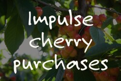 Rainier Cherries 
