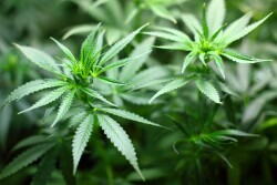 Cannabidiol (CBD) is a non-psychoactive  component of cannabis plants