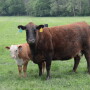 BT_Cow_Calf