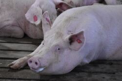 Sow at Pig Hill Farm in Iowa