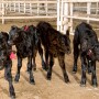 Beef on Dairy cross calves