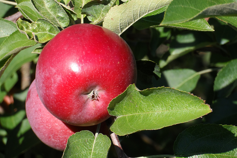 GMO technology has enhanced a variety of apples.