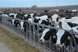 DT_Idaho_Dairy_Heifers_Open_Lot