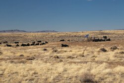 Stone Ranch