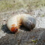 Larvae could be used to replace some protein levels in chicken feed. Professor Louwrens Hoffman says insect larvae could also be produced as a product from ‘upcycled waste’ including sewage.