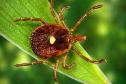 Lone Star tick