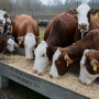 cattle