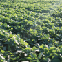 There are more than 1 million acres enrolled in the Land O’ Lakes Sustain program to date