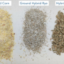 Hybrid Rye and Corn