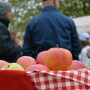 belleharvest apple harvest
