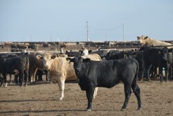feedlot 