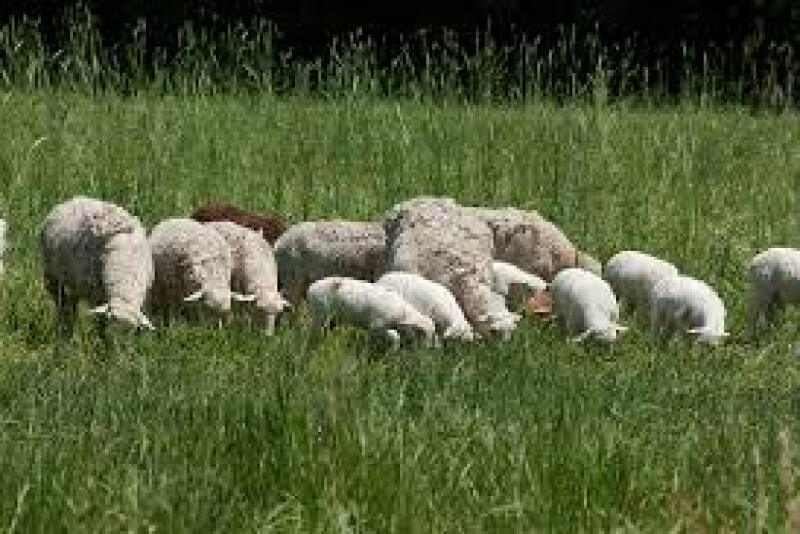 Scientific studies show that sheep with certain genotypes are resistant to or less susceptible to classical scrapie and are unlikely to get the disease.