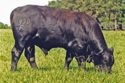 Bull grazing bahiagrass