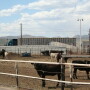 Dietary supplements could help calves remain healthy and hungry through the stressful weaning and receiving periods. 