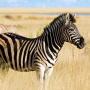 VOW Foods to market cell-cultured Zebra meat.