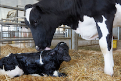 Newborn calf
