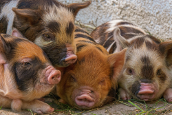 pigs on dirt