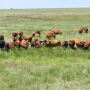 Leachman_Cattle