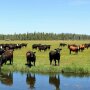 Timmerman Land & Cattle