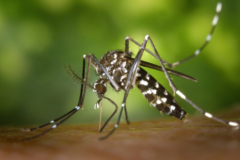 Some members of the mosquito genus Aedes — small, black mosquitoes with white stripes on their back and legs — are known vectors for viral infections, including dengue fever, yellow fever, the Zika virus and chikungunya.