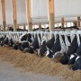 Dairy cows