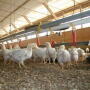 Young broilers