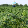 Farmers in at least 10 states are involved in lawsuits claiming various levels of loss and damage due to dicamba-tolerant technology.