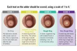 Factors such as hardness, color changes, swelling and abrasions figure into the assessment, which should be done immediately after the milking unit is removed from the animal. Each teat on the udder should be scored, using a scale of 1 to 4