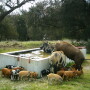 Wild pigs take their toll on the Texas water supply, shutting down watersheds due to E.coli contamination.