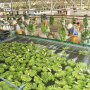 Workers wash and prepare bananas for Dole Food Co. According to the USDA, from August 2019 to July, Guatemala was the largest supplier of bananas to the U.S., at 2.14 million metric tons