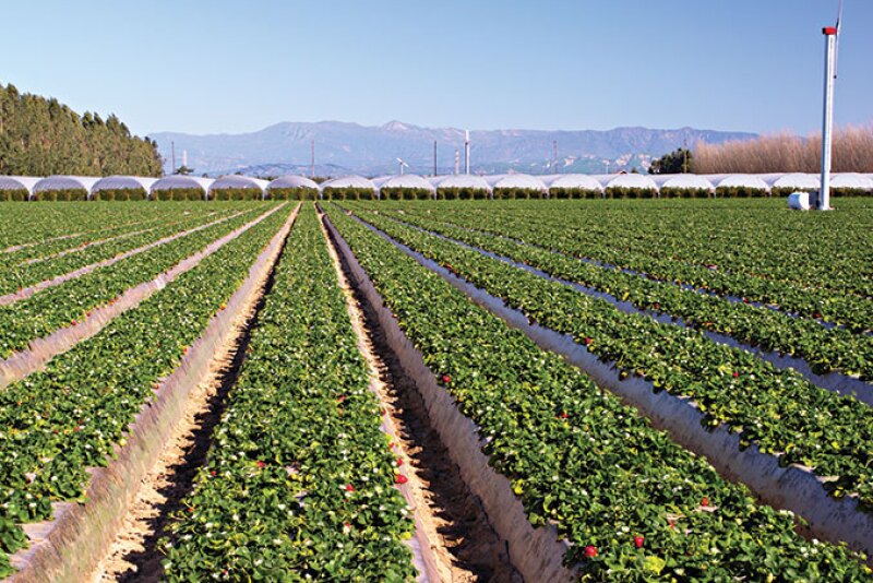 Well-Pict Inc. should be finishing up its Santa Maria deal by mid-June and shipping primarily out of the Watsonville-Salinas area, says Jim Grabowski, merchandising manager. “Berry quality and size are excellent,” he says.