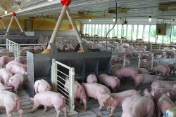 Feeder pigs