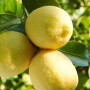 bee sweet citrus