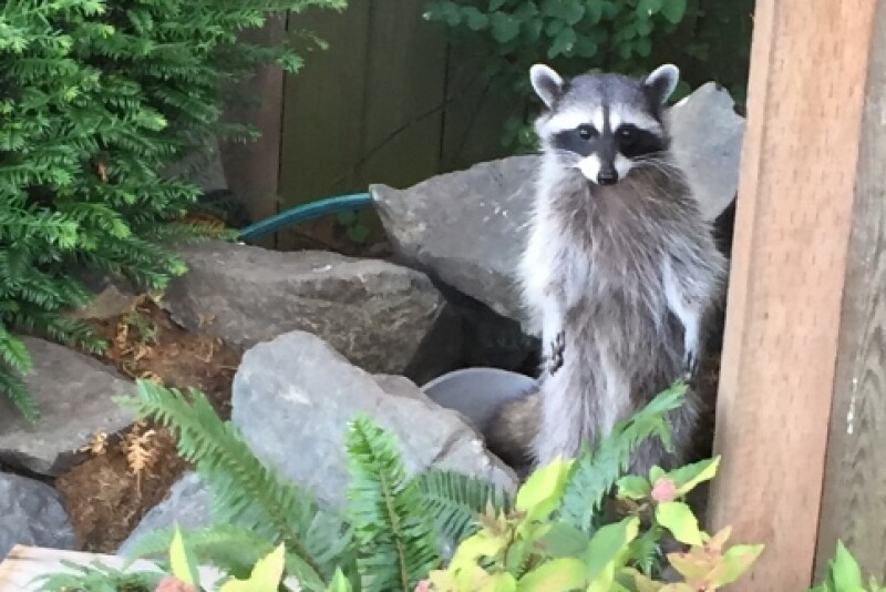 Over the past 30 years, rabies management has grown in complexity in the United States, as wild animals, including raccoons, skunks, foxes, coyotes and bats, have replaced the domestic dog as the primary reservoir for the disease.