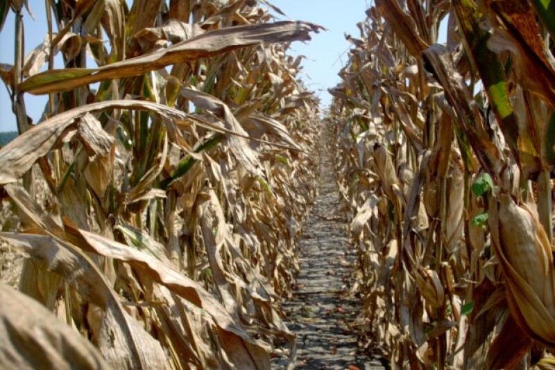 corn-field-1-1557375