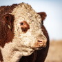 Polled Hereford