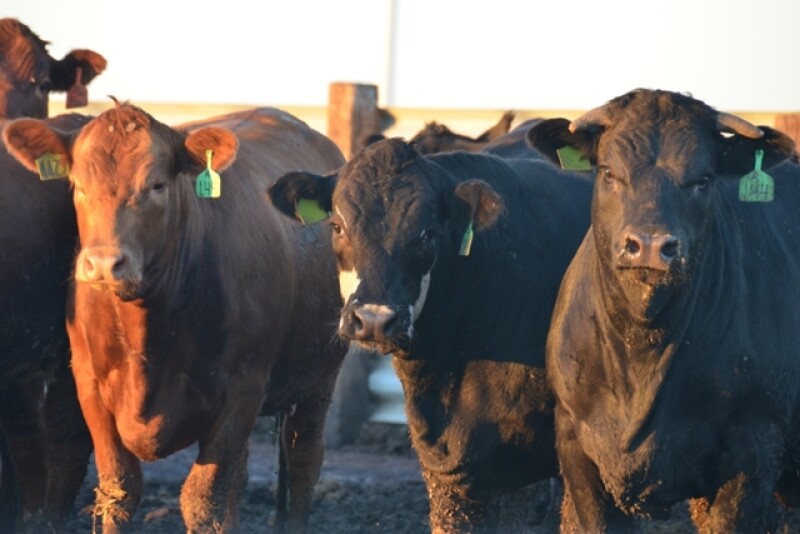 BT_Feedlot_Cattle