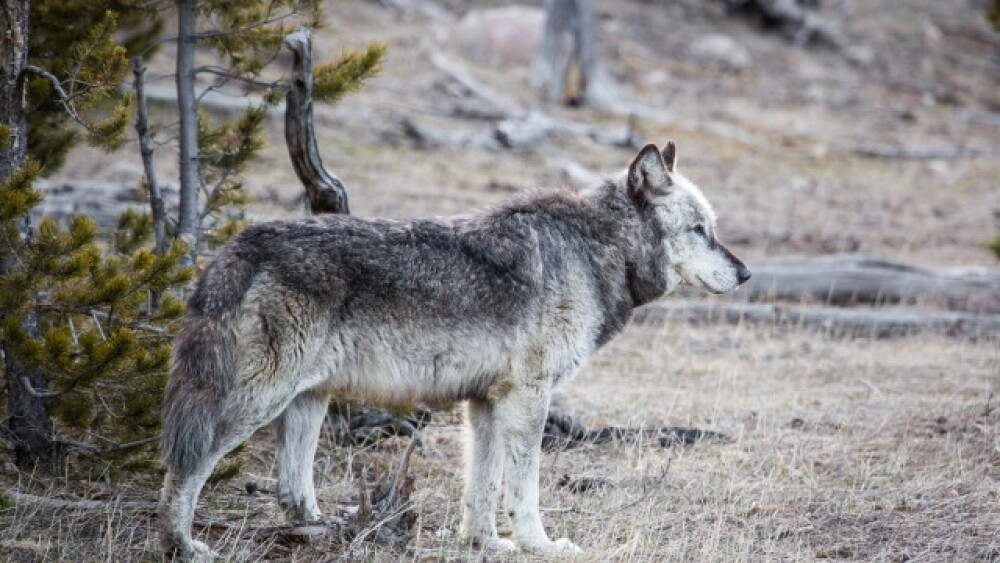 Wolf1.jpg