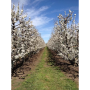 calif cherries
