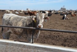 BT_Feedlot_Steer