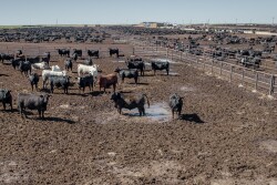 Feedlot.mud_.SChesnut.jpg