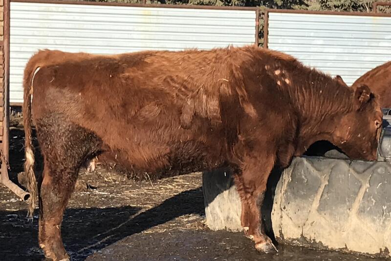 Cow with lice