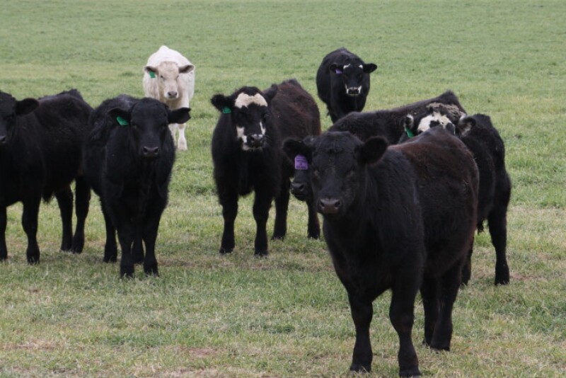 OSU calves